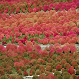 Ανθισμένο κοχύλια