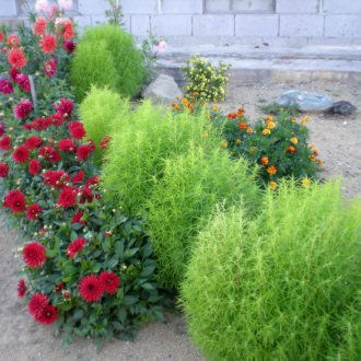 Kohiya στη χώρα