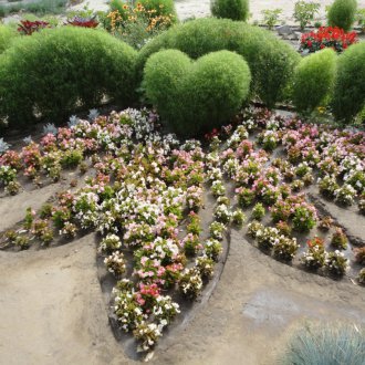 Kohiya πυκνά άνθη