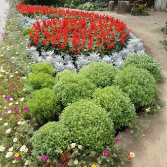 Ανθοπωλείο του Κοχί