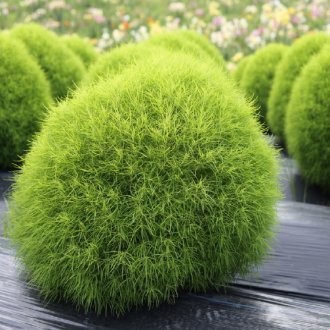 Καλοκαιρινό κυπαρίσσι