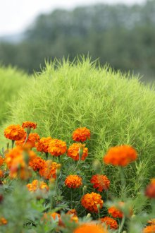 Η φύτευση Cochia