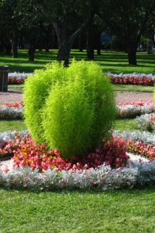 Kohiya στον κήπο