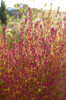 Kohiya έξι άνθη