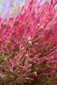 Κοίλα μαλλιά