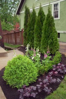 Kohii καλλιέργεια