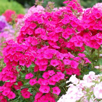 Phlox Drummond