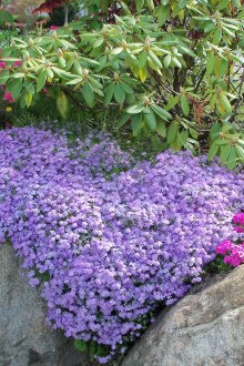 Φλοξ σε αλπικό λόφο