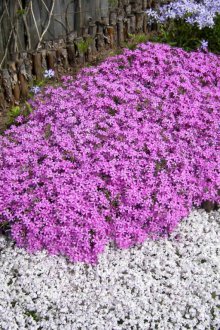 Φλοξ στο σχεδιασμό τοπίου
