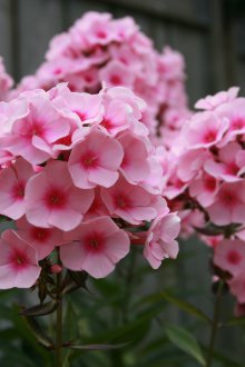 Πανελλήνιο φλοξ