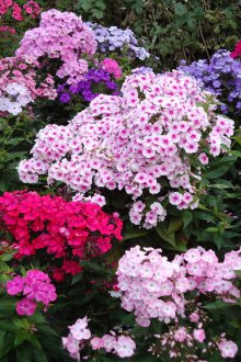 Phlox πολυετή