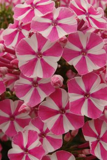 Phylx twist μέντα