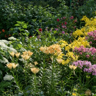 Πότισμα φλοξ