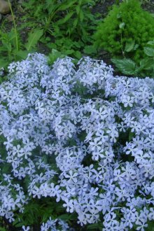 Phlox