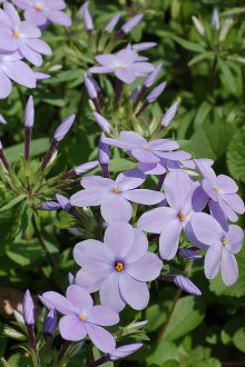Phlox stolononosny
