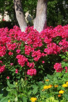 Φροντίδα Phlox