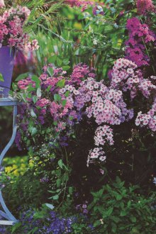 Καλλιέργεια φλοξ