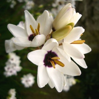 Ixia White
