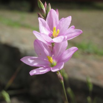 ixia المزهرة