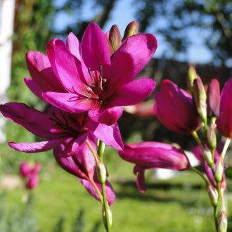 Purple ixia