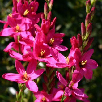 Ixia Mabel