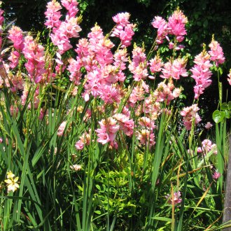 Ixia στον κήπο