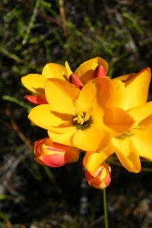 Ιξιά καλλιέργεια