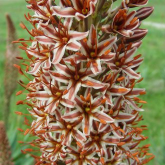 Eremurus Alberta