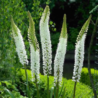 Eremurus beyaz
