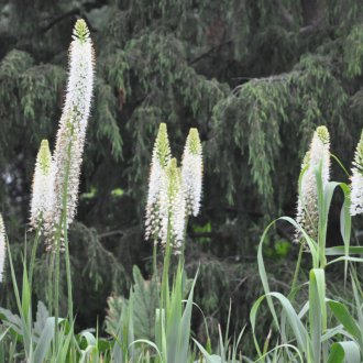 Ιμαλάϊα Ερμούρου