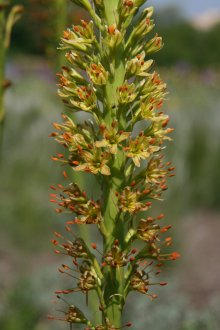 Eremurus Κριμαίας