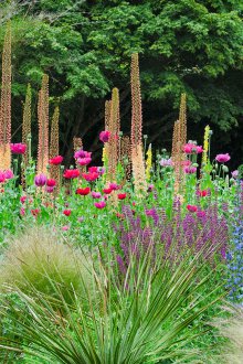 Eremurus στο σχεδιασμό του τοπίου