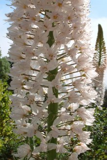 Eremurus ισχυρό