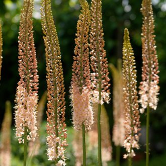 Σίτιση του Ερεμού