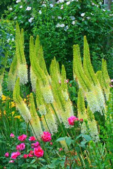 Eremurus στον κήπο