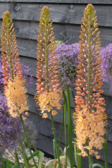 Eremurus Φροντίδα