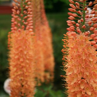 Eremurus στενός-φύλλα