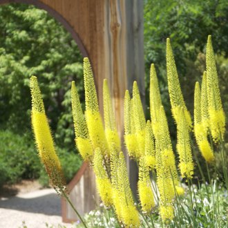 Μεγαλώνοντας τον Ερεμού