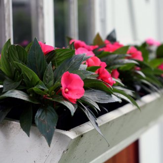 Balsamo da giardino sul balcone