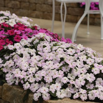 Κήπος βάλσαμο στη χώρα