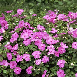 Βάλσαμο κήπο μοβ