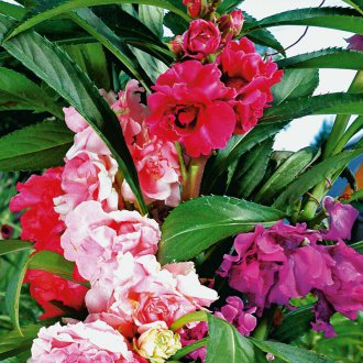 Κρέμα μπαλσάμ Camellia Κρέμα γάλακτος Camellia