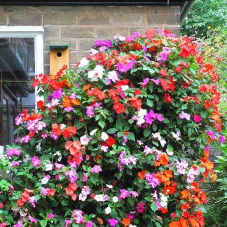 Βάλσαμο κήπου με μικρό άνθος