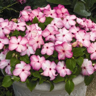 Impatiens