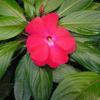 Νέο Γουινέα Βάλσαμο