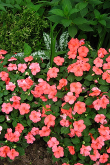 Βάλσαμο ετήσια