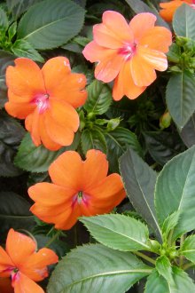 Βάλσαμο πορτοκαλί