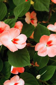 Φύτευση βάλσαμο