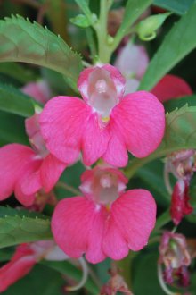 Ροζ βάλσαμο