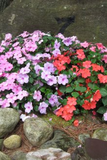 Βάλσαμο στον κήπο